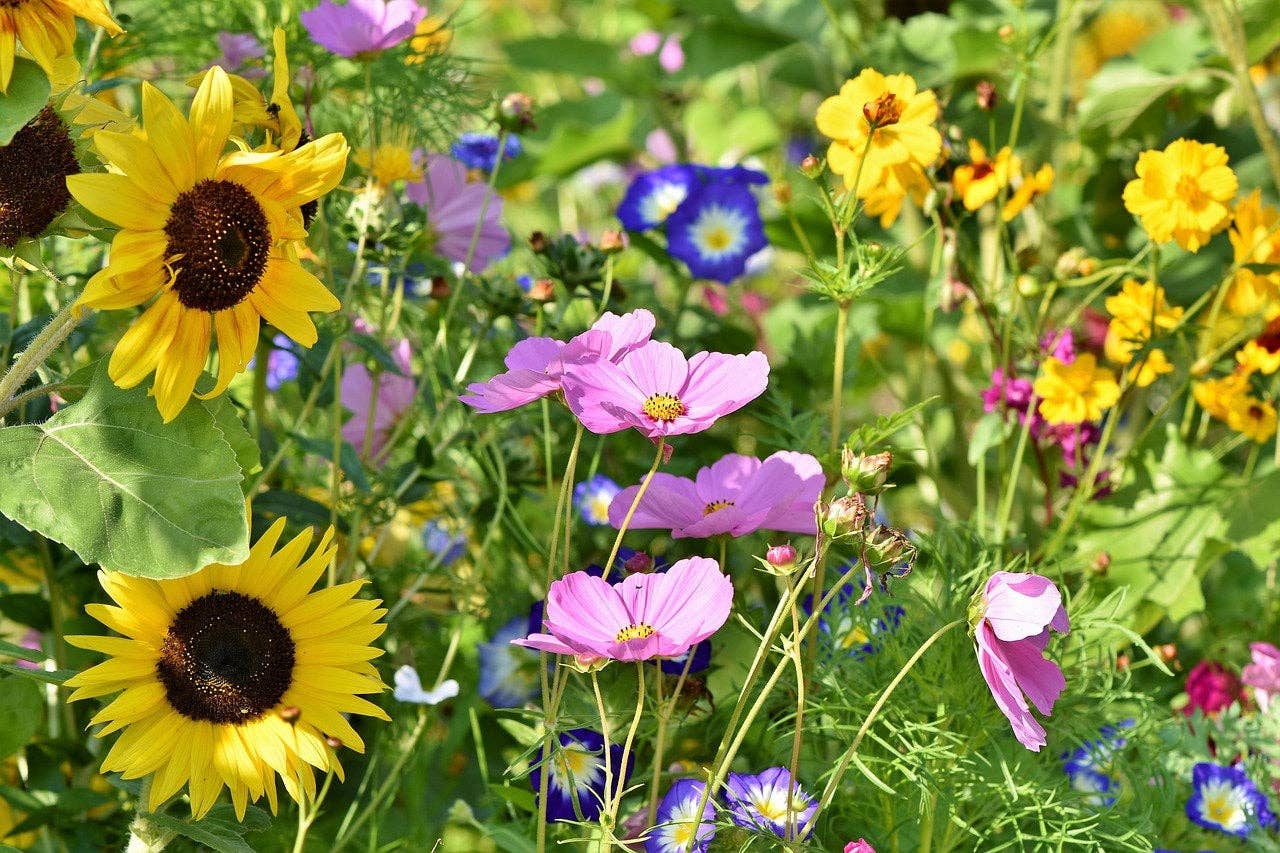 Seed Bombs - Inspirational Messages - Canadian Wildflower