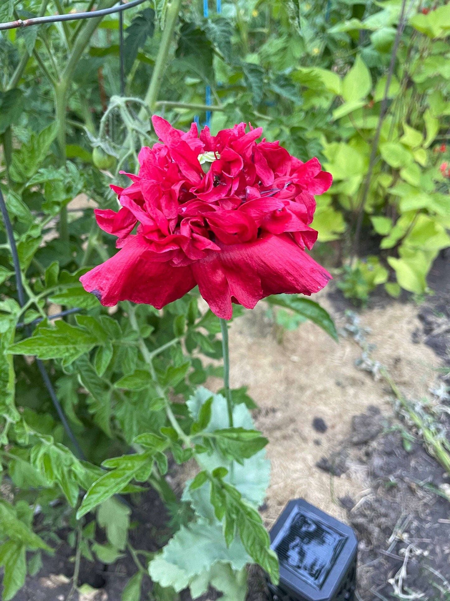 Seed Packages - Mother’s Day seed package with poppies