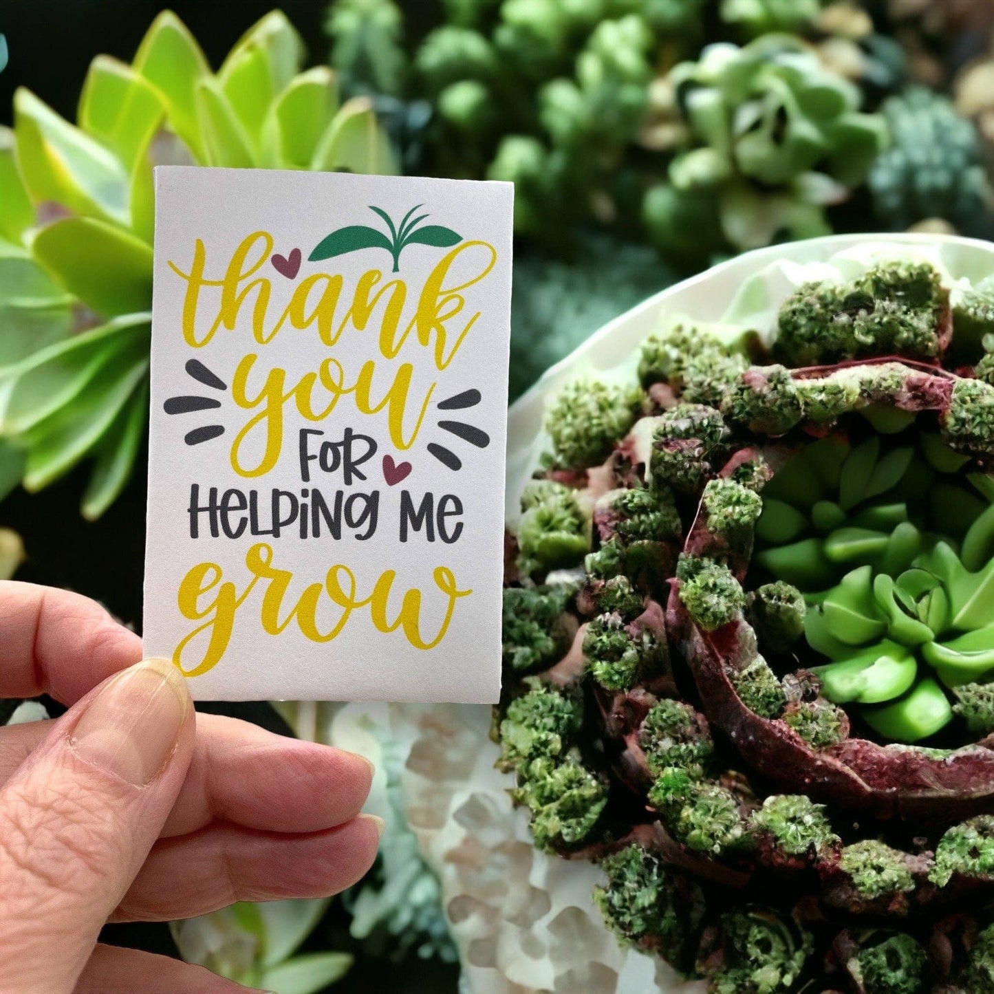 Seed Packages - Teacher Gift seed package with Wildflowers
