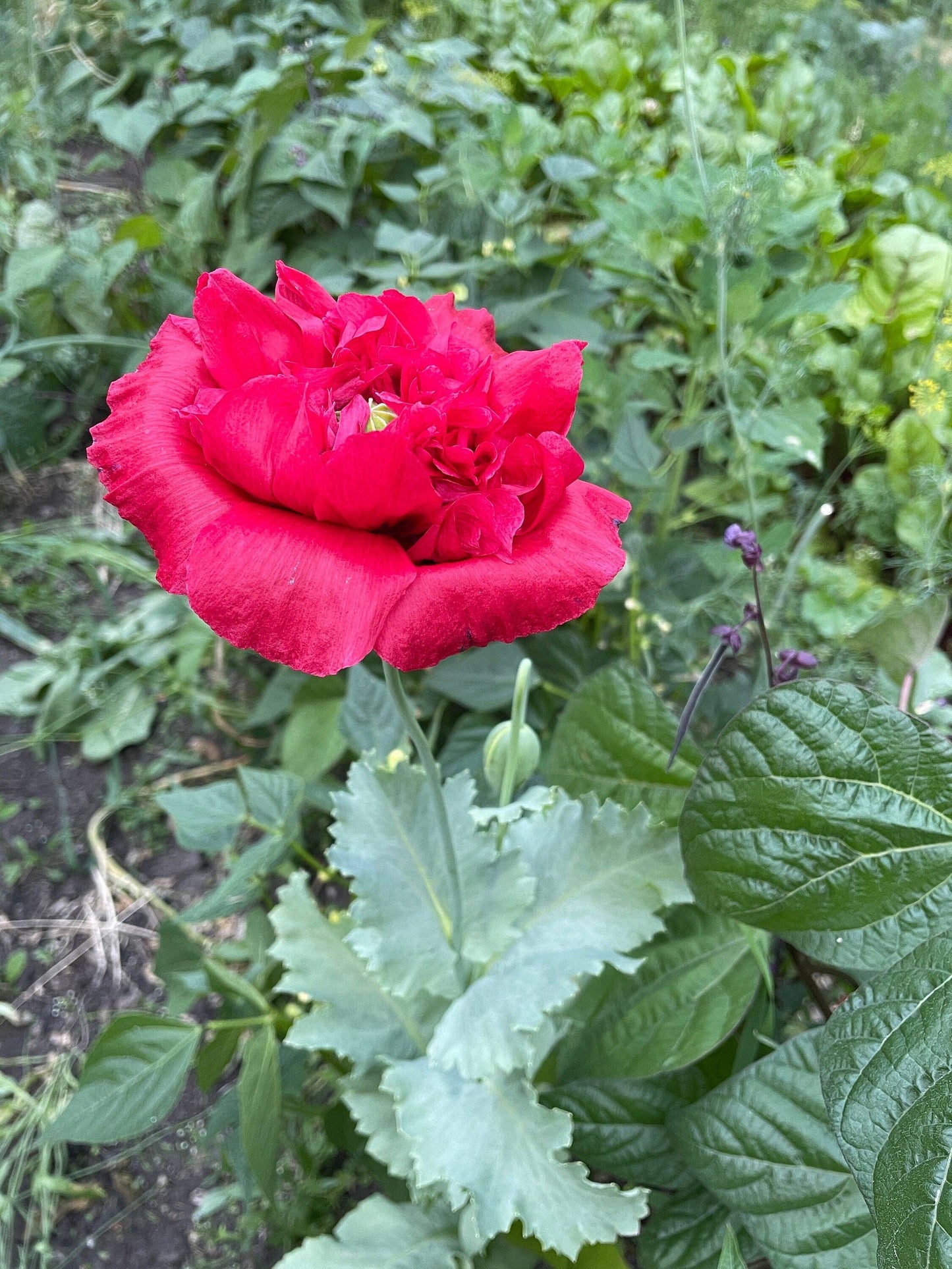 Seed Packages - Mother’s Day seed package with poppies