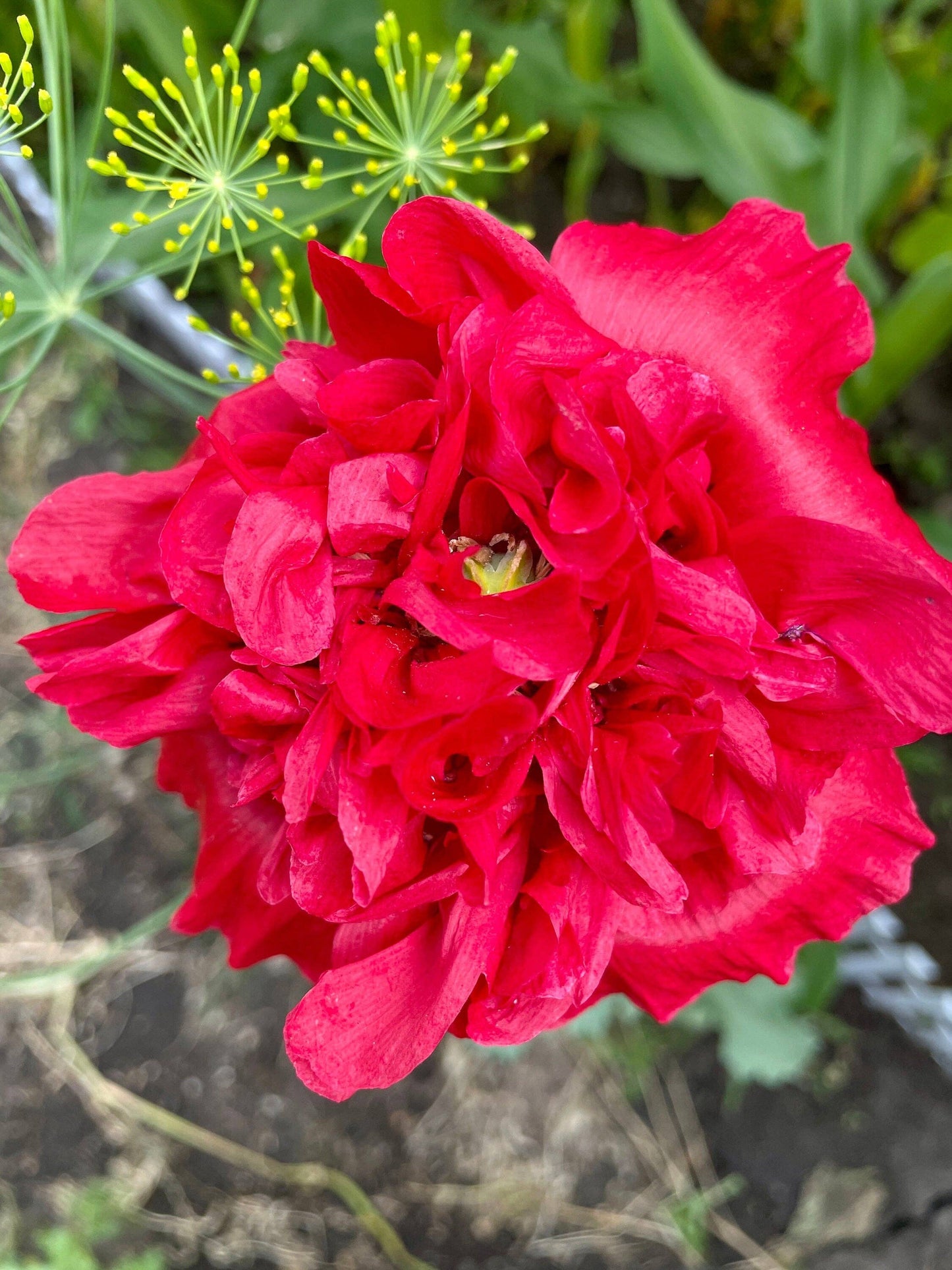 Seed Packages - Mother’s Day seed package with poppies