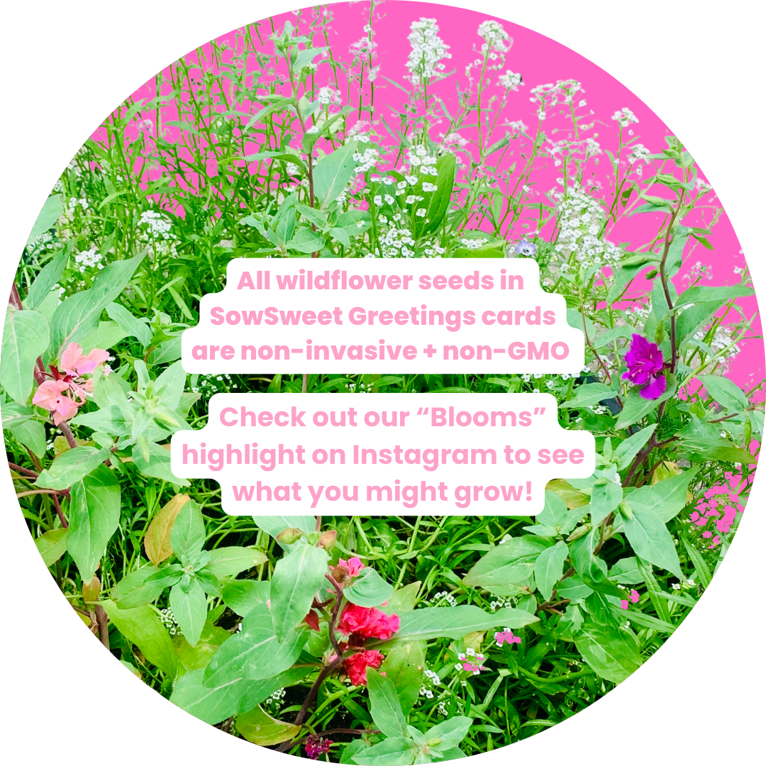 Christmas Thyme